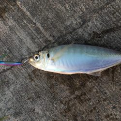 タチウオは朝がいい